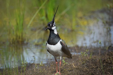 The northern lapwing (male).