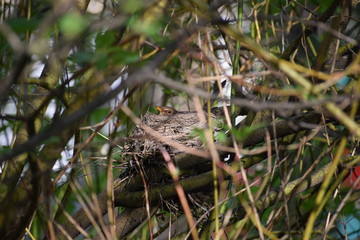Blackbird (female) is on the nest.