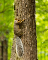 Ecureuil, Central Park, New York, USA