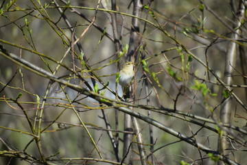 Bird (common chiffchaff, male) is singing on spring time.
