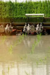 Fototapeta na wymiar Rice Transplanter Machine Operating in the Field