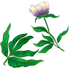 Wildflower white peony in a vector style isolated. Full name of the plant: peony. Vector flower for background, texture, wrapper pattern, frame or border.