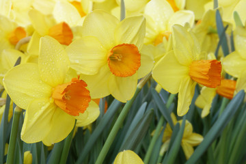 Yellow Daffodil, Narcissus Flowers with Water Drops in the Garden