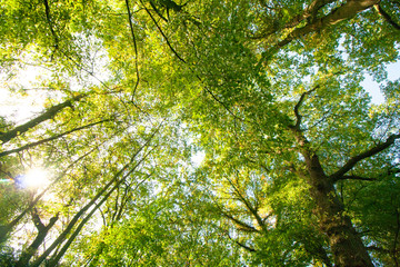 Wald und Natur - hohe Baumwipfel und viel grün im Sommer