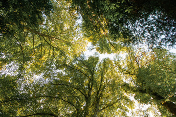 Umweltschutz und Klimawandel - Blick in den Himmel vom Wald und die Zukunft