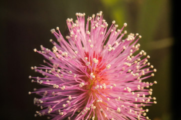 Close-Up of Grass flower.