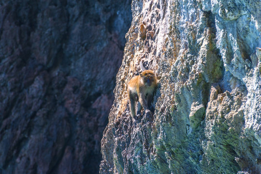 Macaque, Monkey beach, Phi Phi Don island, Andaman sea, Krabi, T