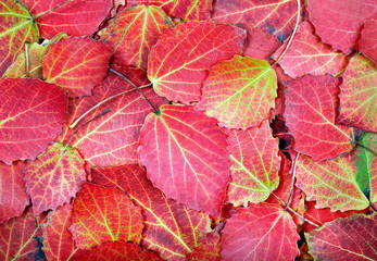 bright red fallen leaves texture background.