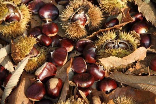 Maronen sammeln im Wald 3