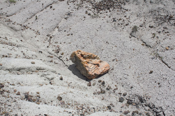 A piece of petrified wood. Petrified Forest National Park, Arizona USA.