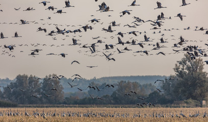 Kraniche an der küste