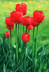 Group of tulips among green leaves