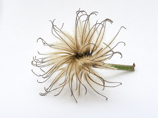 Fade blackberry flower