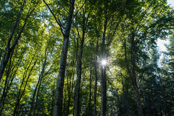Fototapeta premium Sonnenlicht in Baumwipfeln