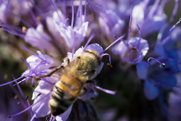 Biene auf Phacelia