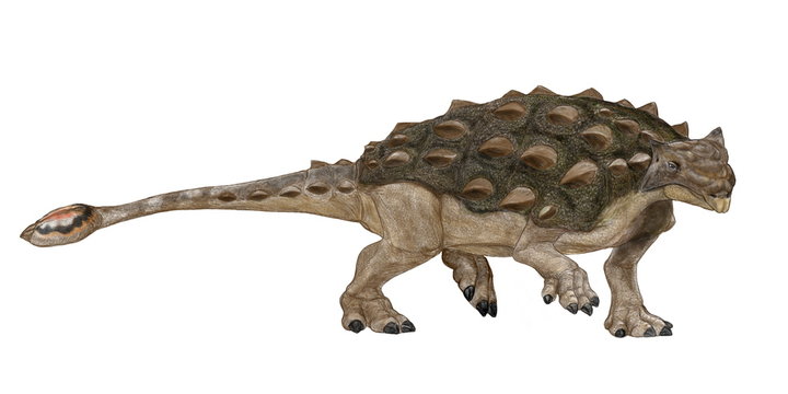 アンキロサウルス 白亜紀後期に北米大陸に生息した曲竜と呼ばれる種類の恐竜 の仲間 体長は10メートルで 曲竜類の中では最大 頭から尻尾まで硬い装甲に覆われ 背中には頑丈な棘がある 専守防衛の典型的な恐竜 だだ こん棒のような固い尾の先端には大きな骨の
