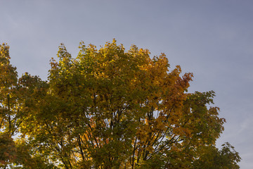 herbstlicher Ahornbaum
