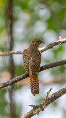 Bird (Plaintive Cuckoo) in a nature wild