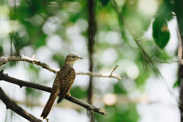 Bird (Plaintive Cuckoo) in a nature wild