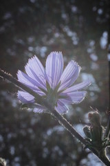 Cichorium intybus - Chicory - Chicorée