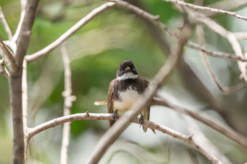 Bird (Malaysian Pied Fantail) in a nature wild