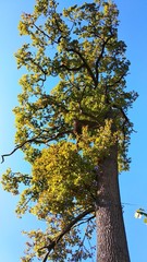 tree in autumn