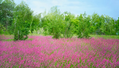 Flowery meadow on a sunny summer day