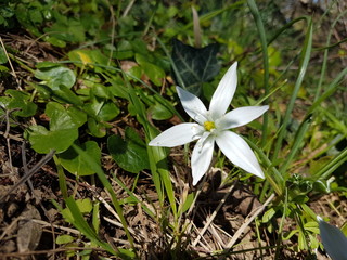 Ornithogalum umbellatum - Star of Bethlehem - Etoile de Bethlehem