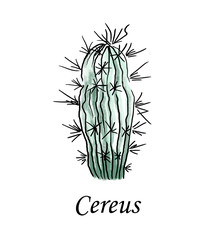 Cereus