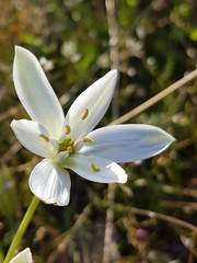 Ornithogalum umbellatum - Star of Bethlehem - Etoile de Bethlehem