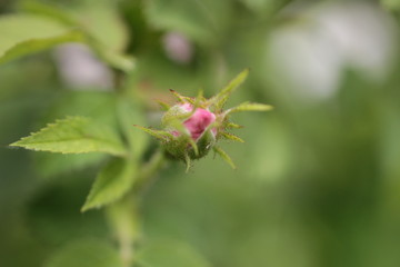 Rosa canina - Wild Rose - Eglantier