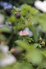 Rosa canina - Wild Rose - Eglantier