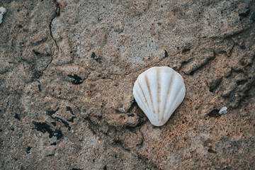 Clamp on the seasore 