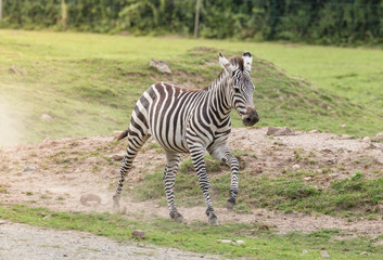 Fototapeta na wymiar Zebra in der Wildnis