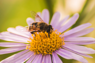 Urban Bee