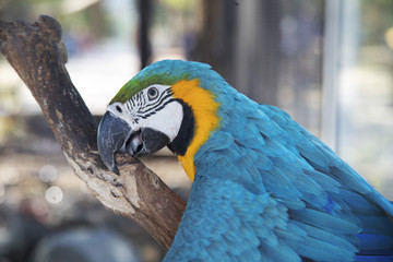 Species of parrot with depth of field