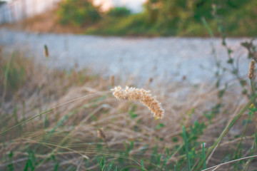 one spike of grass in focus on the field