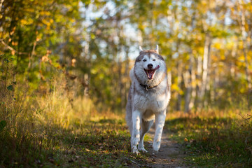 Image of funny dog breed Siberian husky running on the path in the bright fall forest