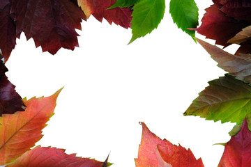 Designer frame of colorful leaves of different trees. Theme autumn. Copy space. Isolated