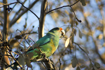 Australian Ringneck parrot seen in park, Quorn, South Australia