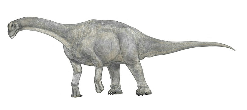カマラサウルス。ジュラ紀後期の北アメリカで広く繁殖した竜脚類。頭部から頸部は短く太くがっしりした体格の大型種であったが、頭骨は軽量化されており、柔軟な首の動きができたようだ。他の竜脚類と比べると尾も短い。特徴はその歯にあり、植物食の竜脚類の歯がもろく細長いのに比べ、19センチ近くの大きさでへら状で丈夫であった。他の竜脚類が食べなかった堅い植物や茎、木の皮等も食ベたのかもしれない。イラスト画像。