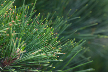Naklejka na ściany i meble Natural Background from green pine. Spruce branch close up. Christmas Backdrop