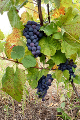 blue ripe grape in vineyard with leaves around,  close up, on sunny day 