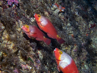 Mediterranean Parrotfish (Sparisoma cretense)