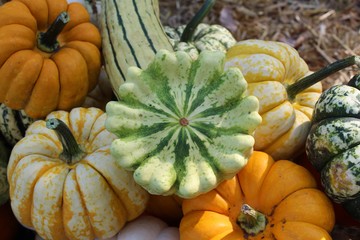 Verschiedene Kürbissorten (Cucurbita pepo) in einer Nahaufnahme