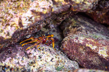 Hairy leg mountain crab, Phi Phi Leh islands, Andaman sea, Krabi