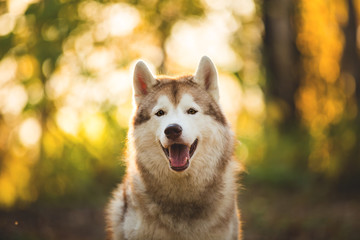 Close-up Portrait of happy Beige and white dog breed Siberian Husky sitting in autumn on a bright forest background.