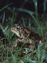 Southern Toad (Anaxyrus Terrestris)