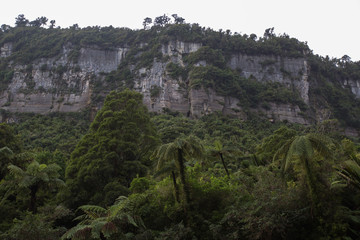 West Coast New Zealand forest
