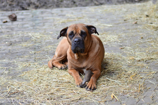 Bull Mastiff dog outdoor portrait lying down in hay
